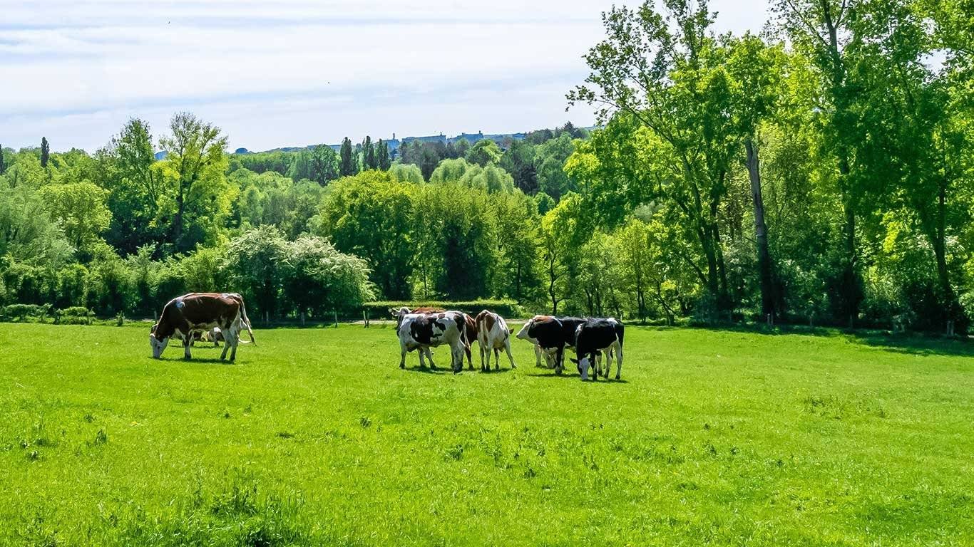 Premix Threo (Threonine)